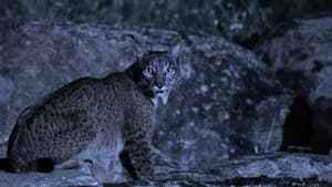 Le royaume sauvage d'Ibérie S1 (n°2)
