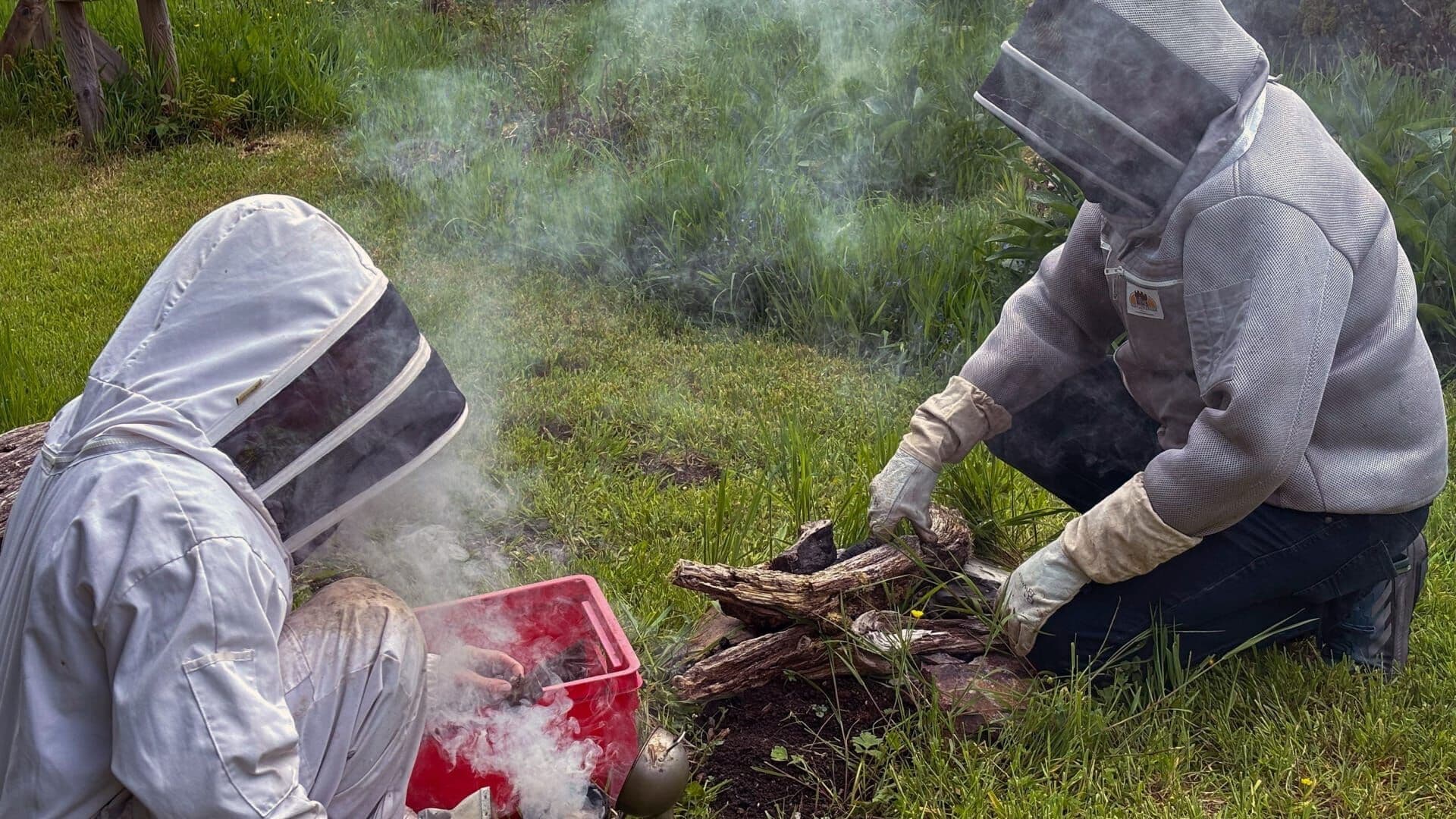 Apiculture : un parasite menace les ruches